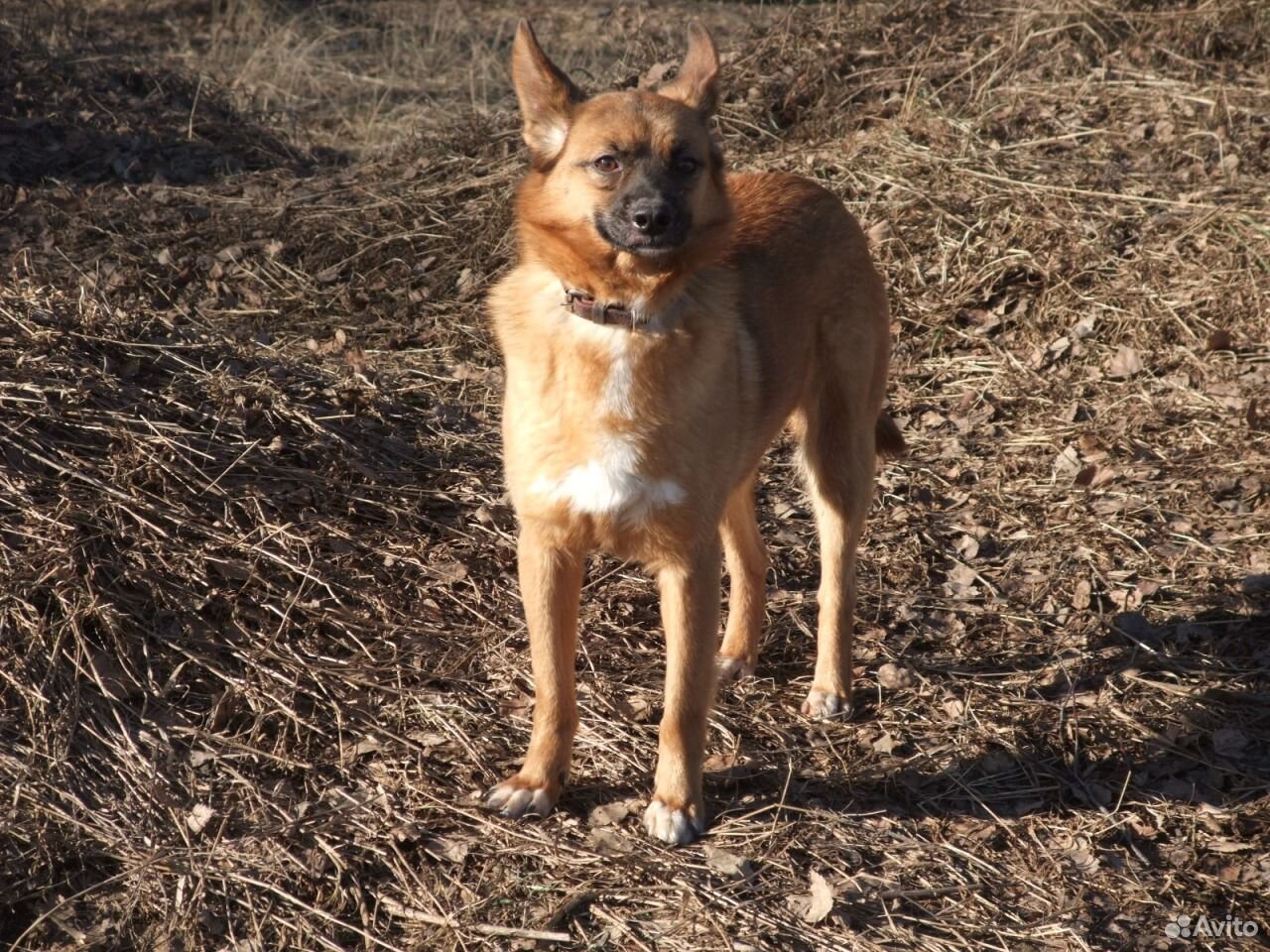 Авито лик