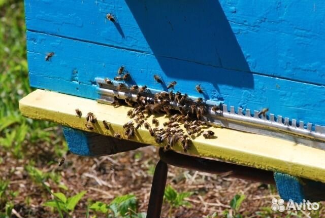 Пчёлы (пчёлы карпатской породы) купить на Зозу.ру - фотография № 1