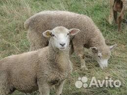 Продам ягнят, овечек купить на Зозу.ру - фотография № 1