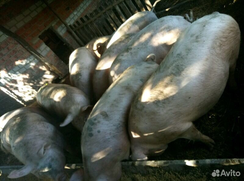 Домашние свиньи на мясо купить на Зозу.ру - фотография № 1
