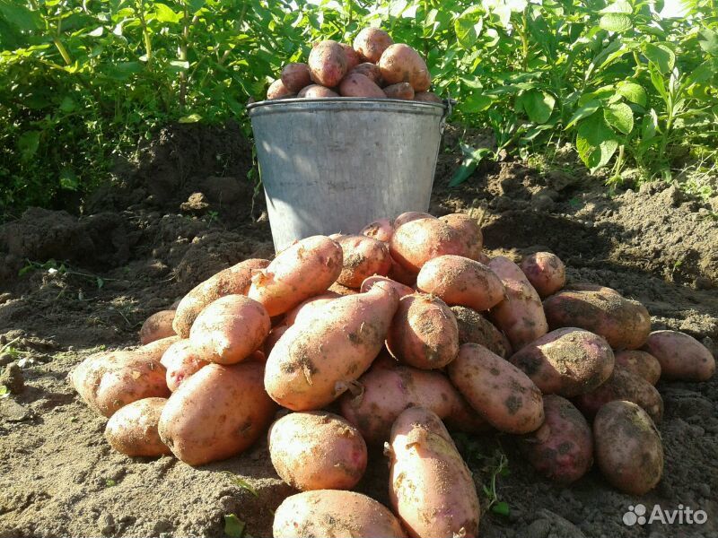 Картофель свежий. Урожай 2020 купить на Зозу.ру - фотография № 1