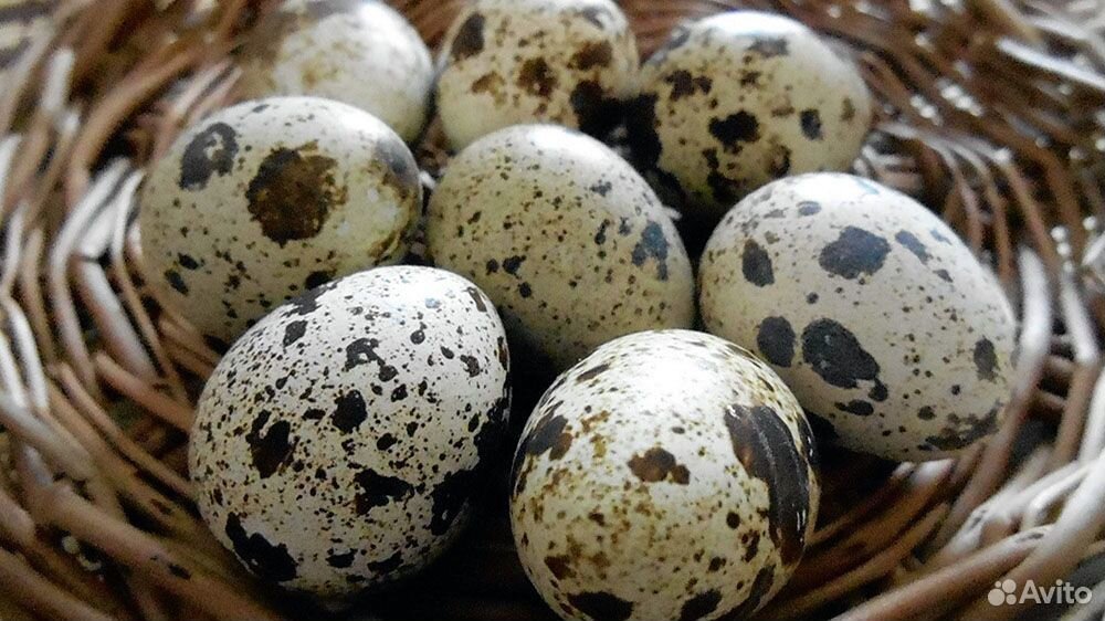 Инкубационое яйцо перепелов - гигантов купить на Зозу.ру - фотография № 1