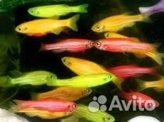 Данио- аквариумные рыбки купить на Зозу.ру - фотография № 1