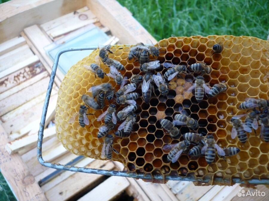 Пчелы карпатки купить на Зозу.ру - фотография № 1