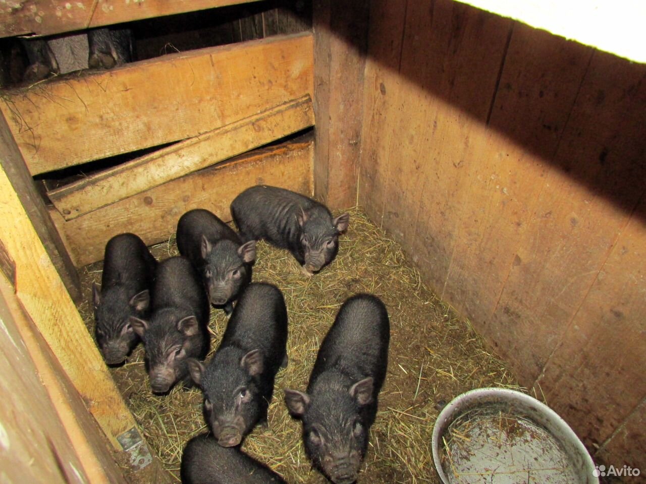 Продам поросят вьетнамской свиньи купить на Зозу.ру - фотография № 2
