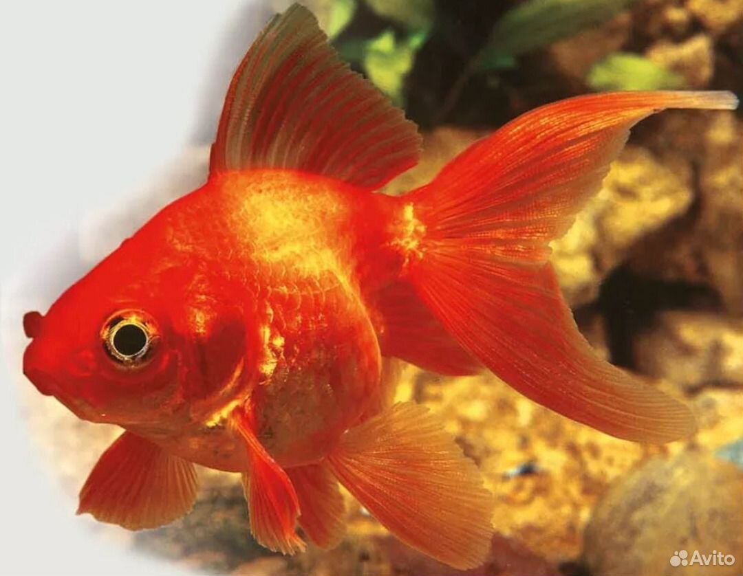 Фото цветов золотая рыбка. Веерохвост Золотая рыбка. Рыбка Риукин красный. Вуалехвост рыбка. Веерохвост рыбка аквариумная.