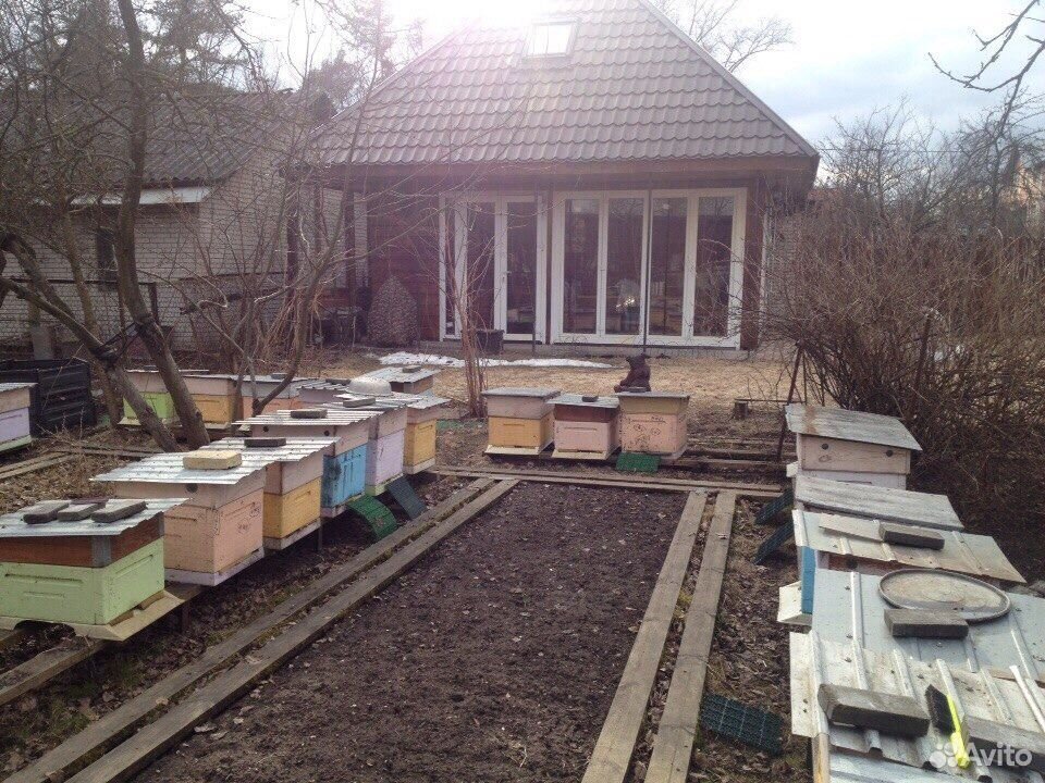 Пчелосемьи (пчелы) в городе Пушкин купить на Зозу.ру - фотография № 1