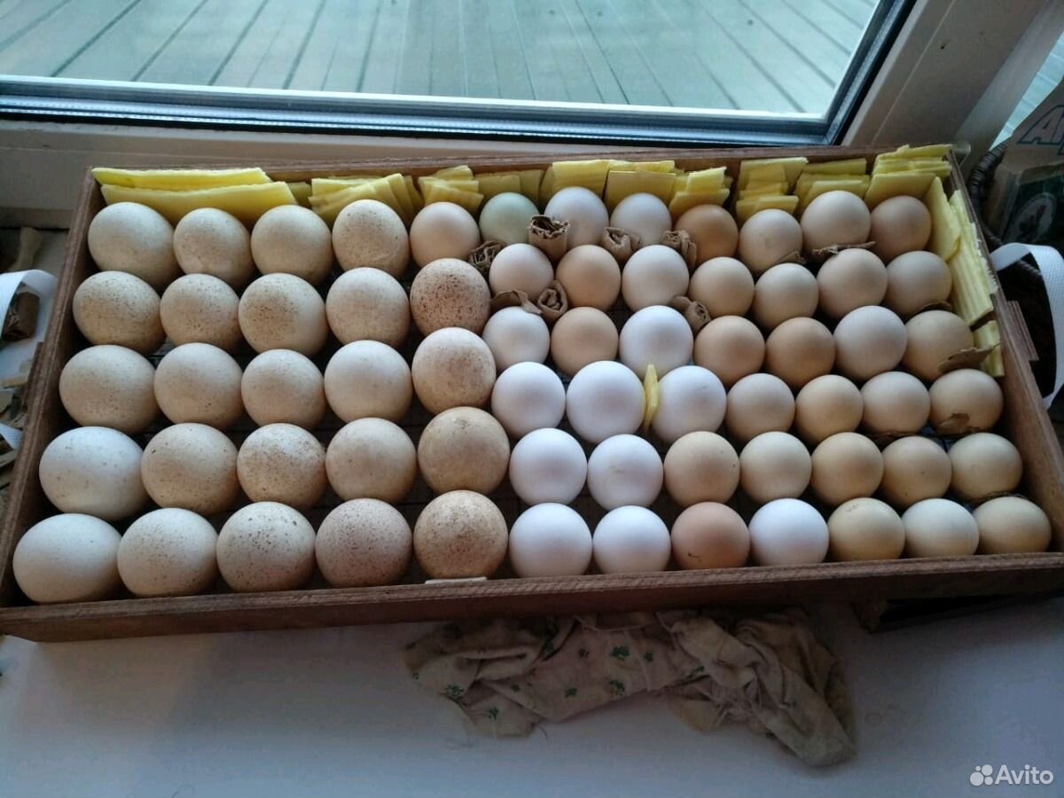 Купить яйцо хайбрид. Яйцо инкубационное индюшиное. Индюшиные яйца. Яичные индюшки. Яйцо индейки инкубационное 20 день.