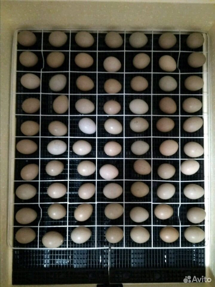 Инкубационное яйцо фазана купить на Зозу.ру - фотография № 5