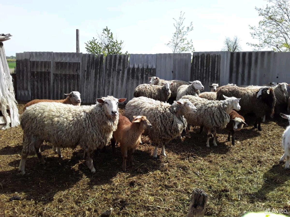 Овцы Продаю 25 ягнят ярочек от 2х месяцев и старше купить на Зозу.ру - фотография № 2