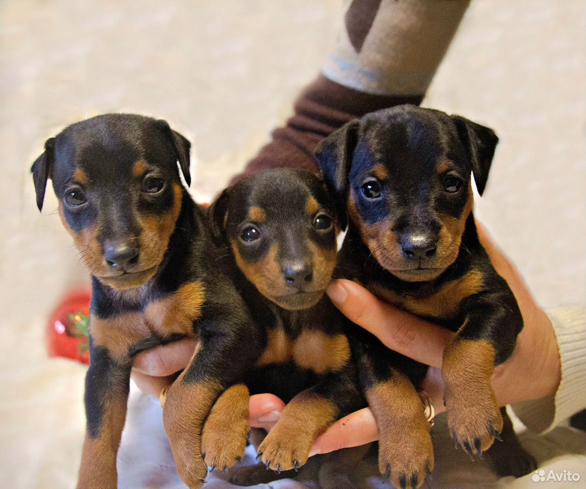 Ххххххххххххххххххххххххххххххххххххххххххххххххххххххх. Ххххххххххххххххххххххххххххххххххххххххххххххххххххххх. Ркф вязка. Акт осмотра помета ркф. Карликовый доберман-пинчер рыжий.