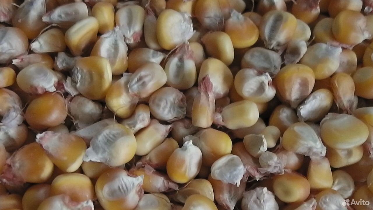 Кукуруза Пшеница купить на Зозу.ру - фотография № 2