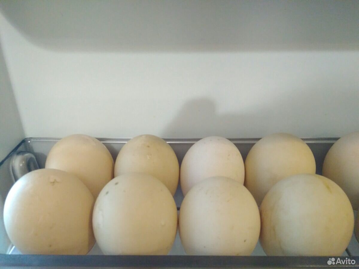 Яйца куриные, утиные, гусиные купить на Зозу.ру - фотография № 2