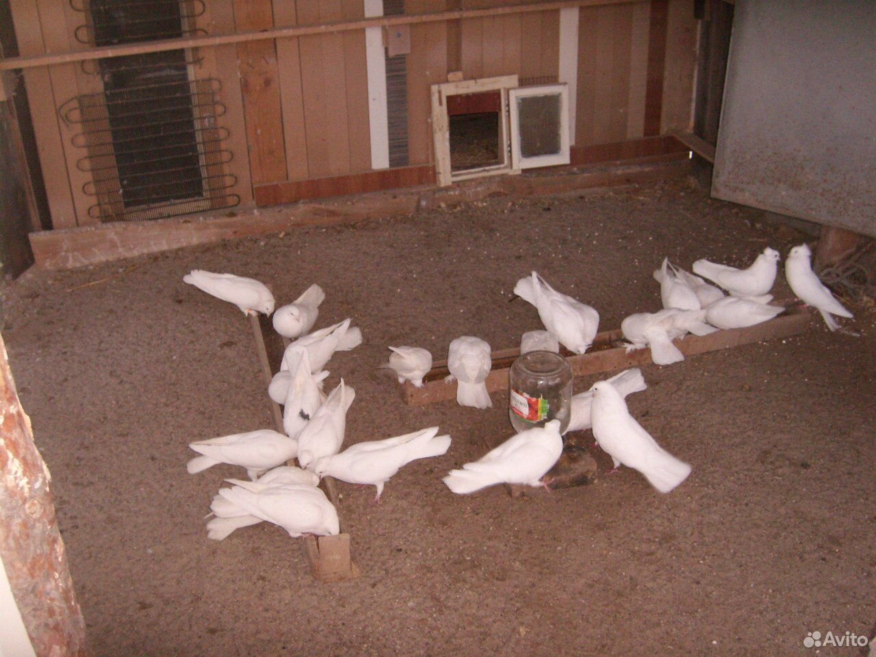 Продаю белых полтавских голубей купить на Зозу.ру - фотография № 1