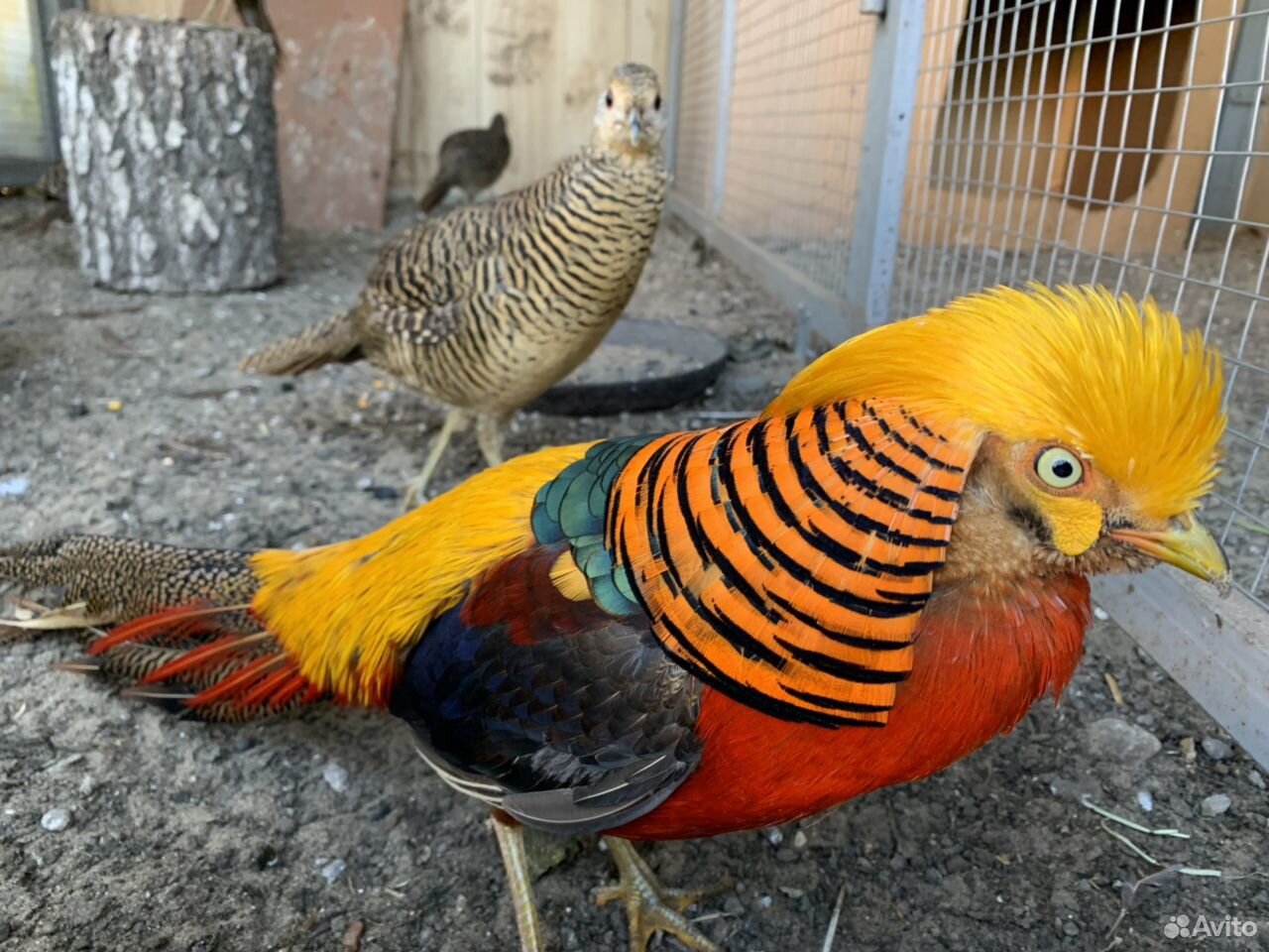 Продам золотых фазанов купить на Зозу.ру - фотография № 4