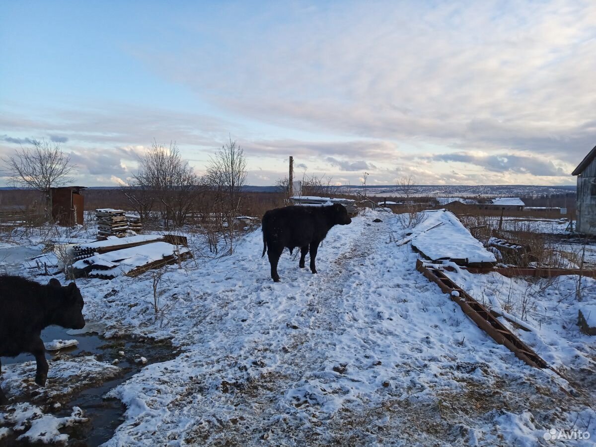 Коровы абердины купить на Зозу.ру - фотография № 1