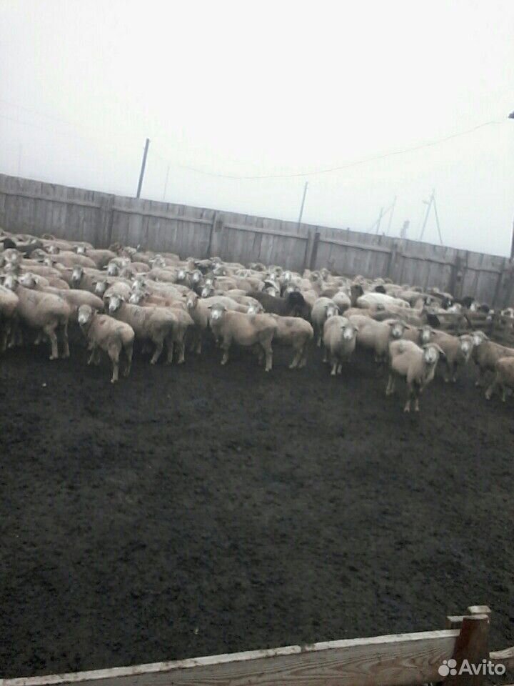 Овцы брак купить на Зозу.ру - фотография № 2
