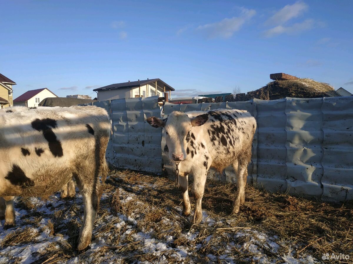 Телята, нетель, коровы купить на Зозу.ру - фотография № 4