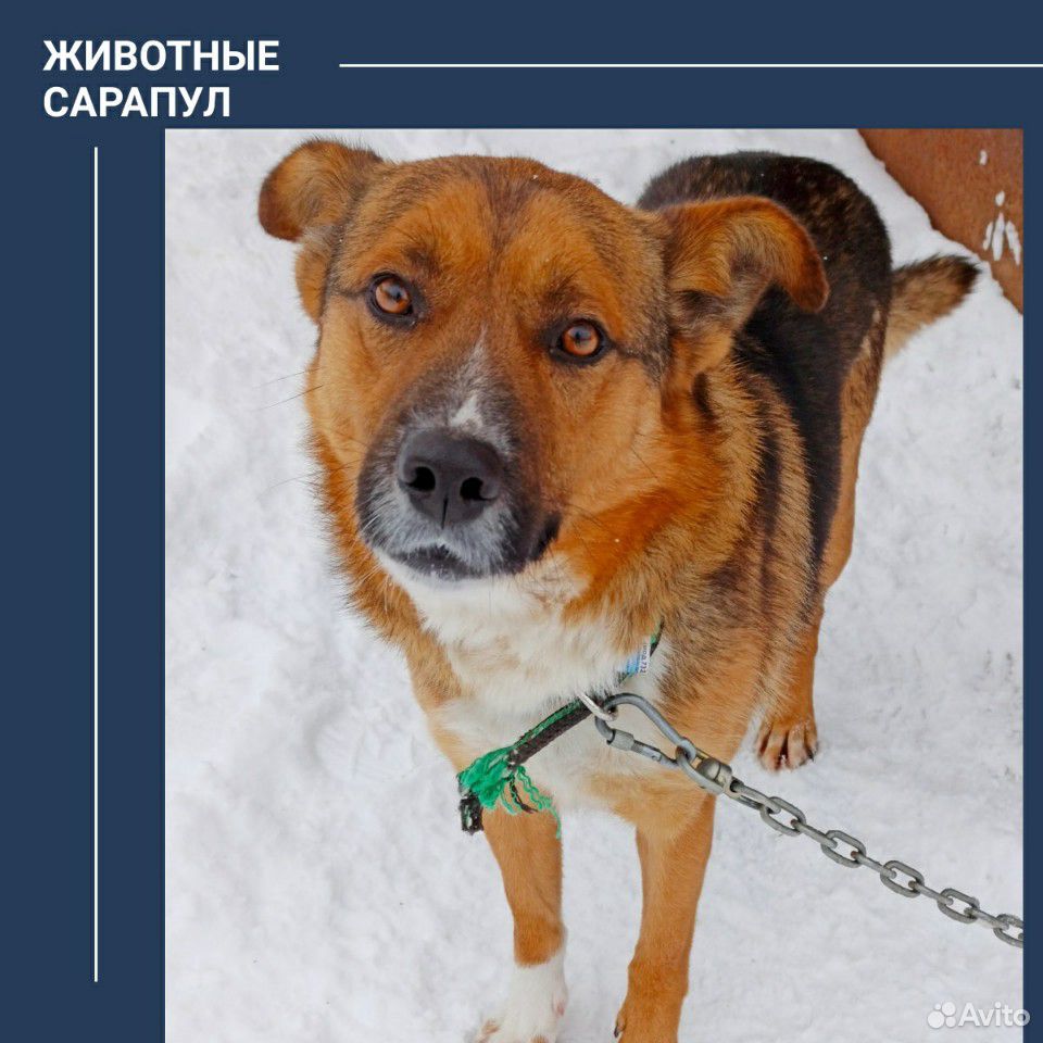 Собака джуна из сарапула кинолог. Найдена маленькая черная собачка. Собака сарапул. Сарапул собаки. Питомник собак в сарапуле 2022 года.