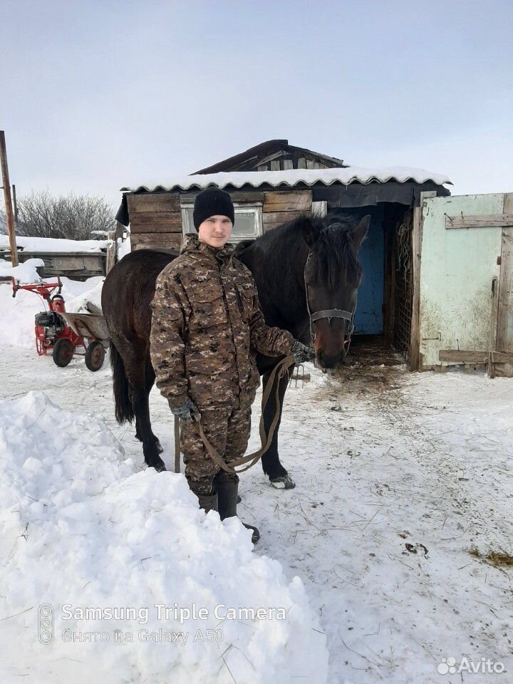 Продаётся жеребец(рабочий конь) купить на Зозу.ру - фотография № 4