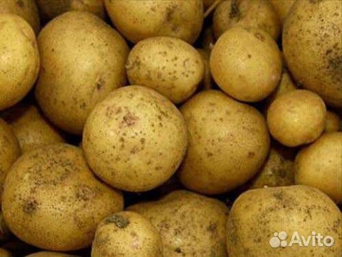 Картофель со своего огорода купить на Зозу.ру - фотография № 1