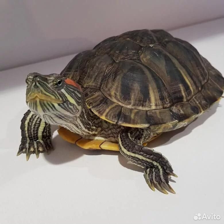Красноухая черепаха взрослая,размер18*13 см купить на Зозу.ру - фотография № 1
