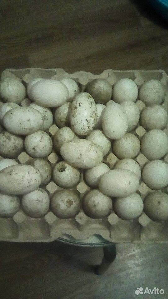 Утиные яйца инкубационный купить на Зозу.ру - фотография № 2