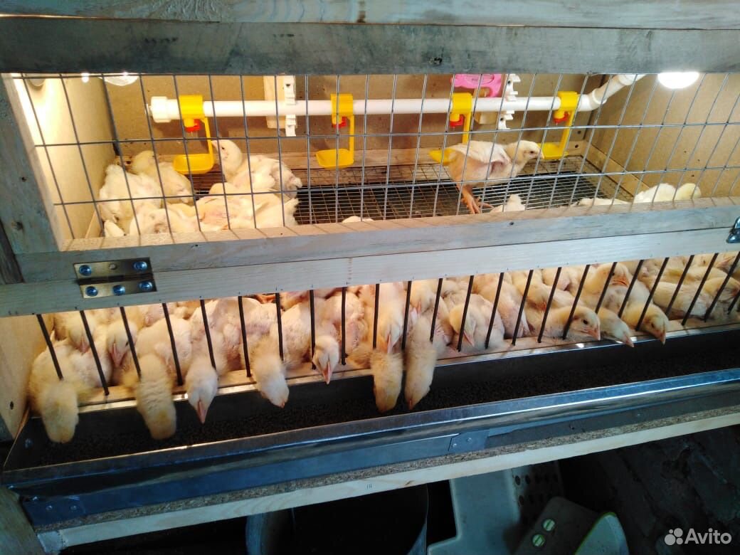 Цыплята подрощенные кобб 500 купить на Зозу.ру - фотография № 2