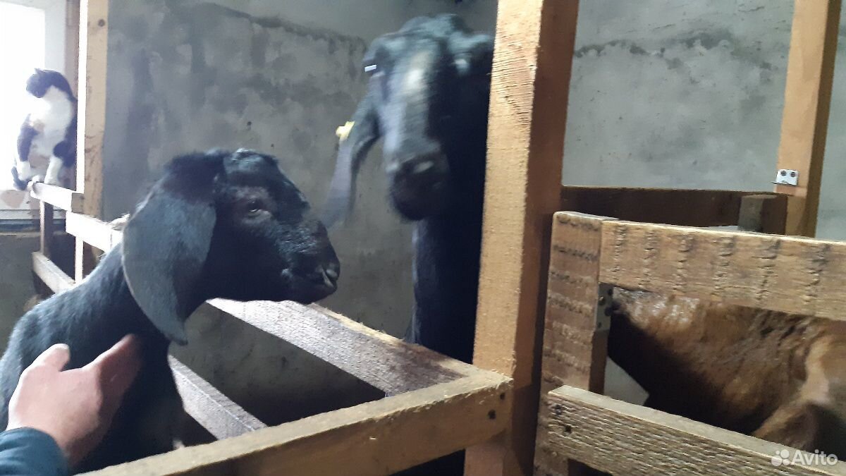Нубийские козы купить на Зозу.ру - фотография № 5