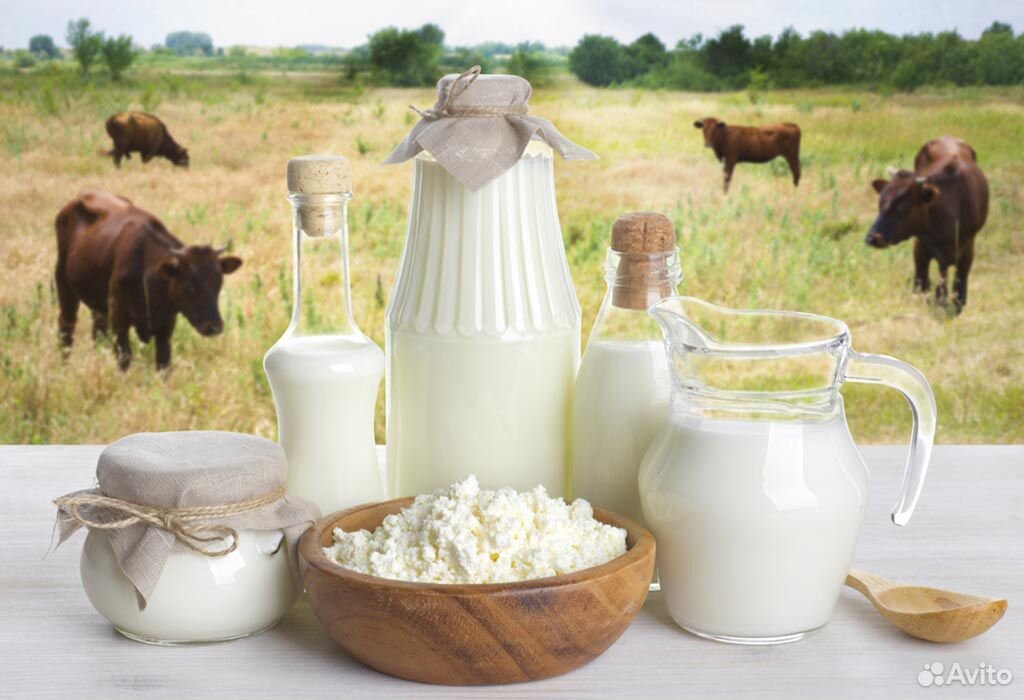 Молочные продукты (молоко, творог) от своей коровы купить на Зозу.ру - фотография № 1