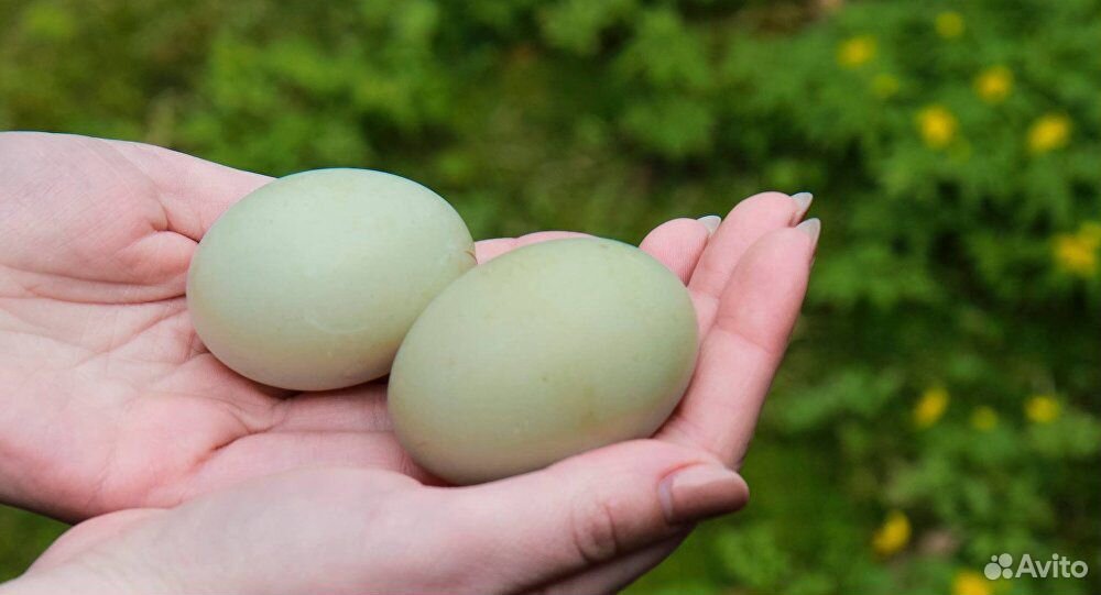 Инкубационное яйцо,утята утки индийский бегун купить на Зозу.ру - фотография № 2