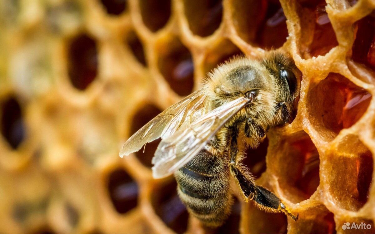 Продаю семьи пчел купить на Зозу.ру - фотография № 1