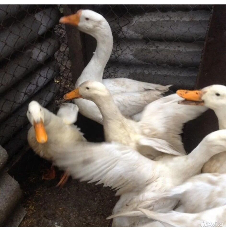 Порода уток черри велли. Утка бройлерная старт 53. Утка старт 53. Утка старт. Утка старт 53.