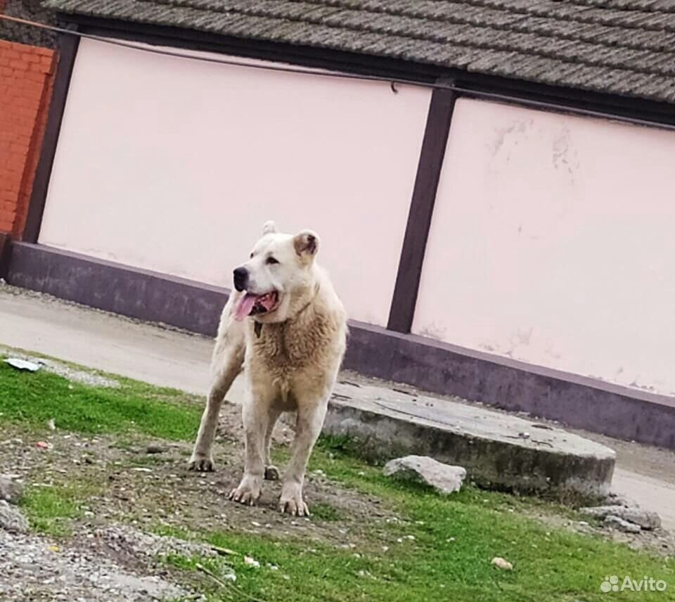 Собака Алабай купить на Зозу.ру - фотография № 3