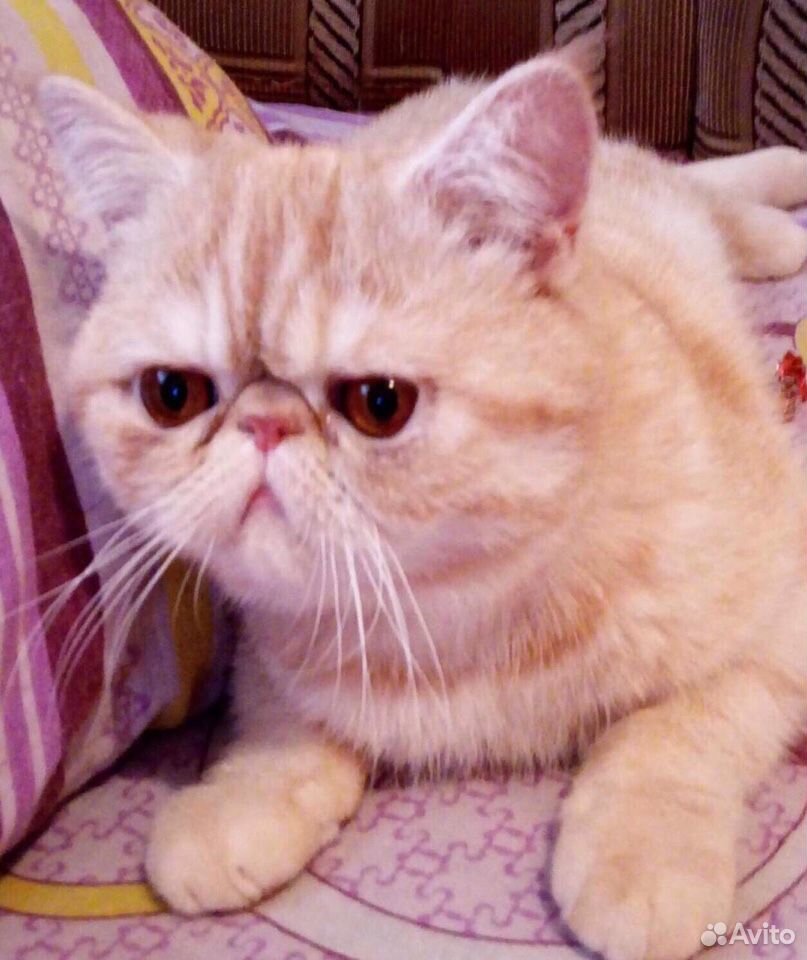Купить Котенка Экзота Екатеринбург