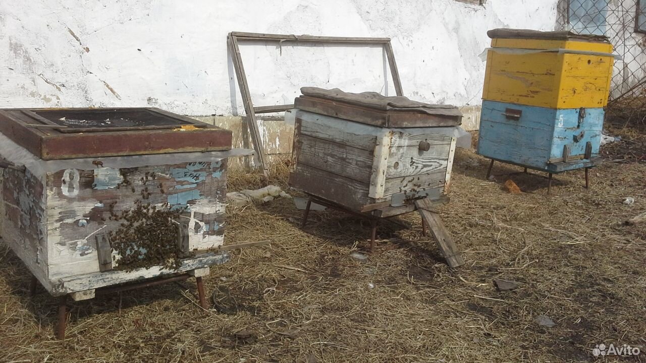 Пчёл продам,можно с ульем купить на Зозу.ру - фотография № 3