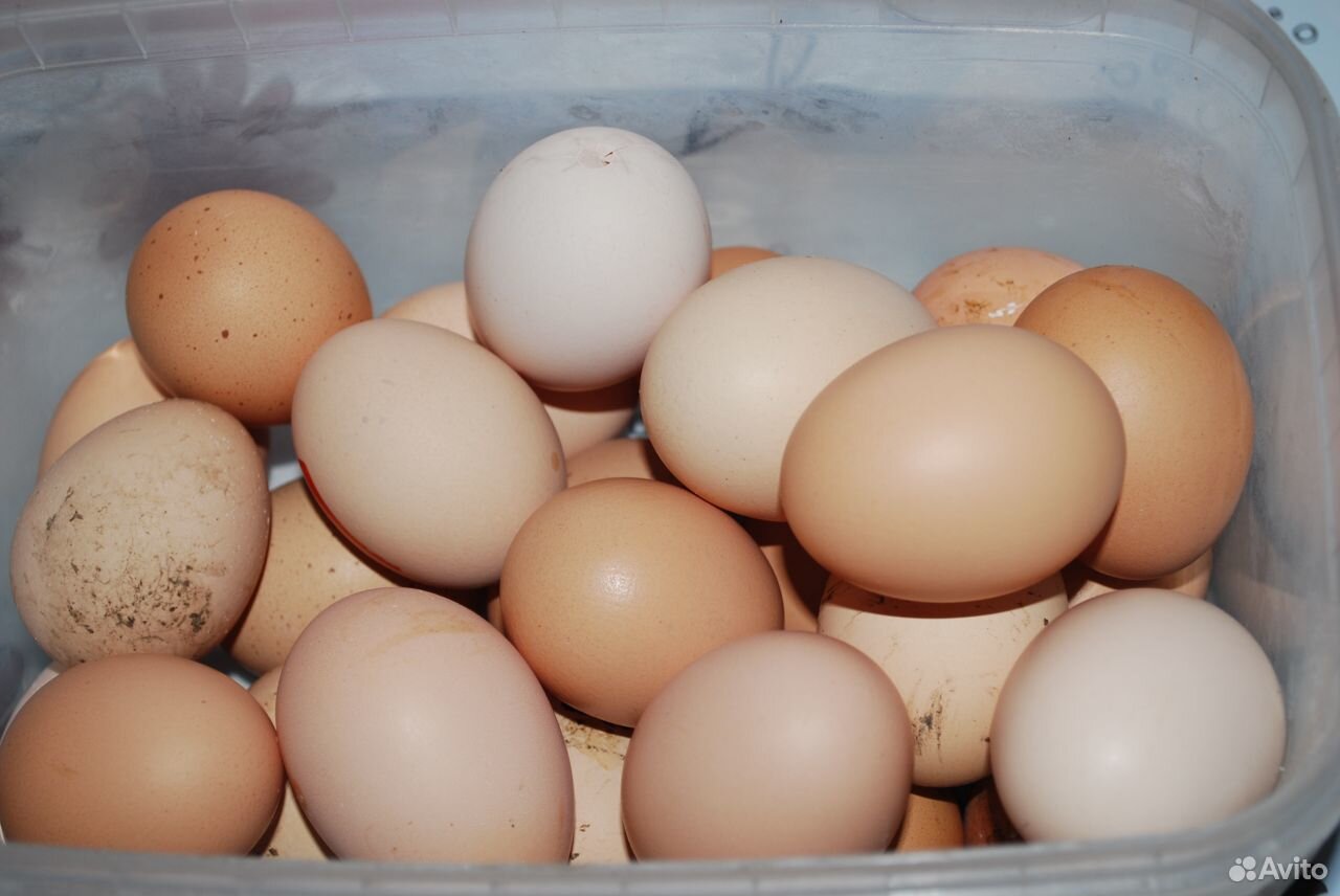 Инкубационное яйцо. петухи купить на Зозу.ру - фотография № 2