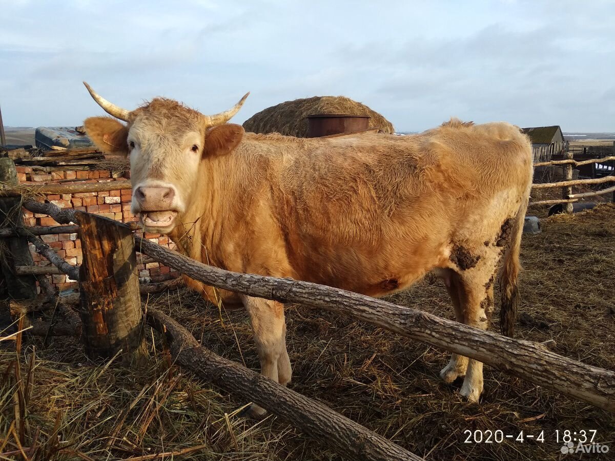 Продаются тёлки, корова с теленком купить на Зозу.ру - фотография № 4
