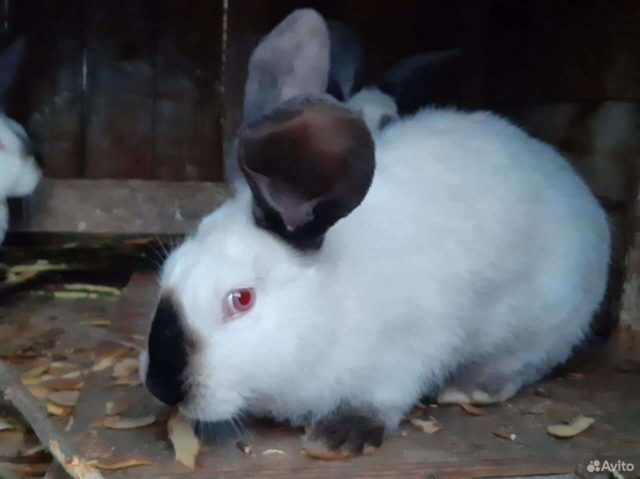 Кролики: калифорнийская и крупная белая породы купить на Зозу.ру - фотография № 2
