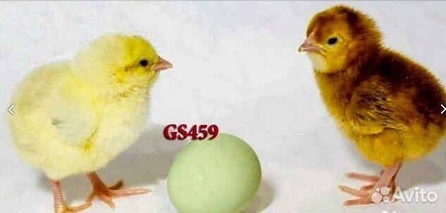 Цыплята доминанты с голубыми яйцами купить на Зозу.ру - фотография № 1