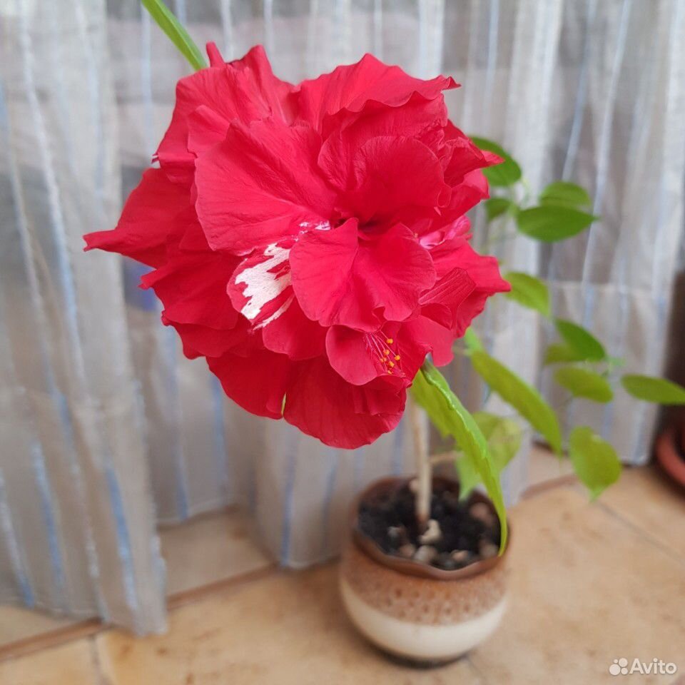Дерево китайская роза купить на Зозу.ру - фотография № 5