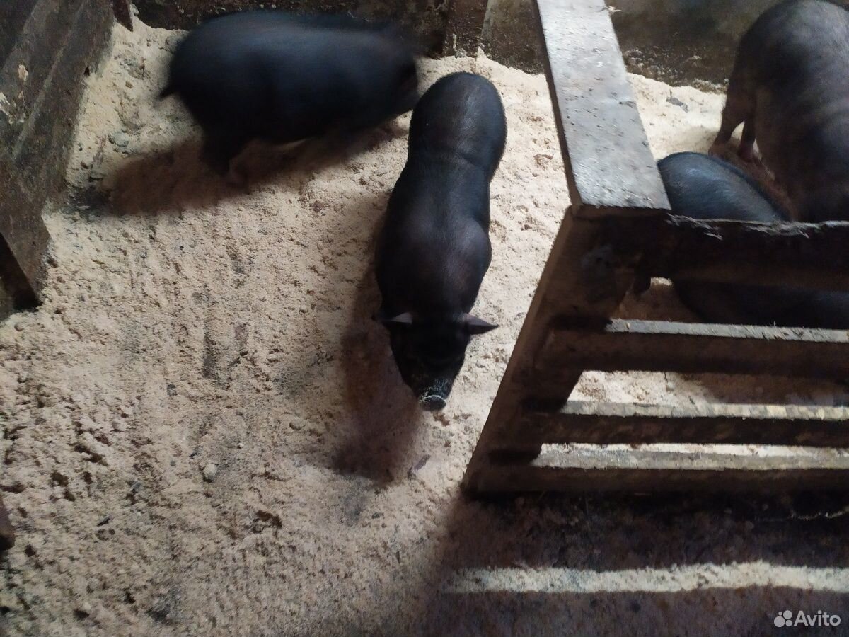 Свиньи вьетнамские вислобрюхие купить на Зозу.ру - фотография № 3