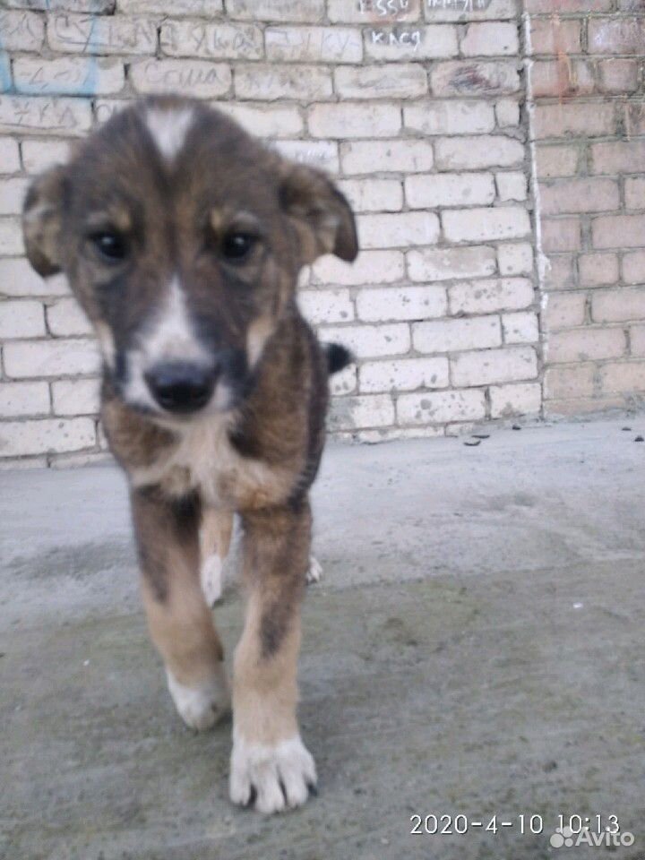 Собака, 2 мес, мальчик Рекс купить на Зозу.ру - фотография № 3