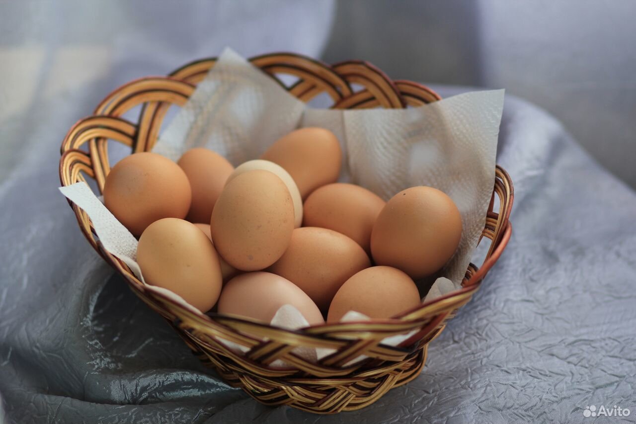 Яйцо инкубационное (Брама темная) купить на Зозу.ру - фотография № 1
