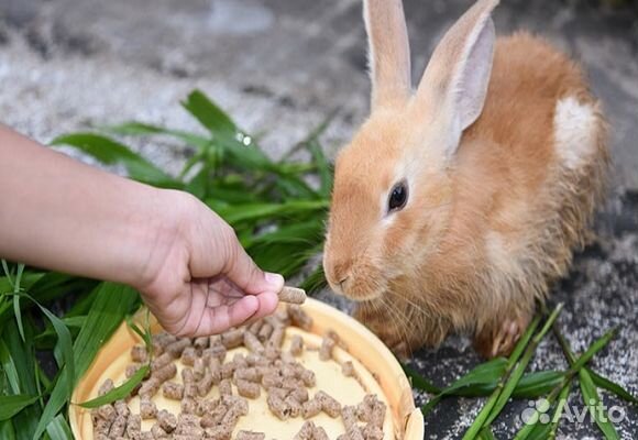 Комбикорм для кроликов купить на Зозу.ру - фотография № 1