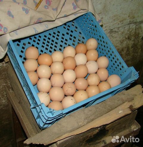 Яйца инкубационные брама купить на Зозу.ру - фотография № 1