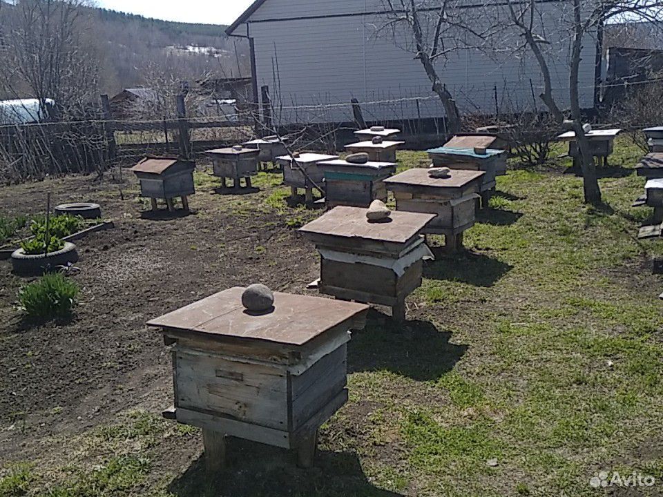 Продам пчёл 20 семей купить на Зозу.ру - фотография № 1