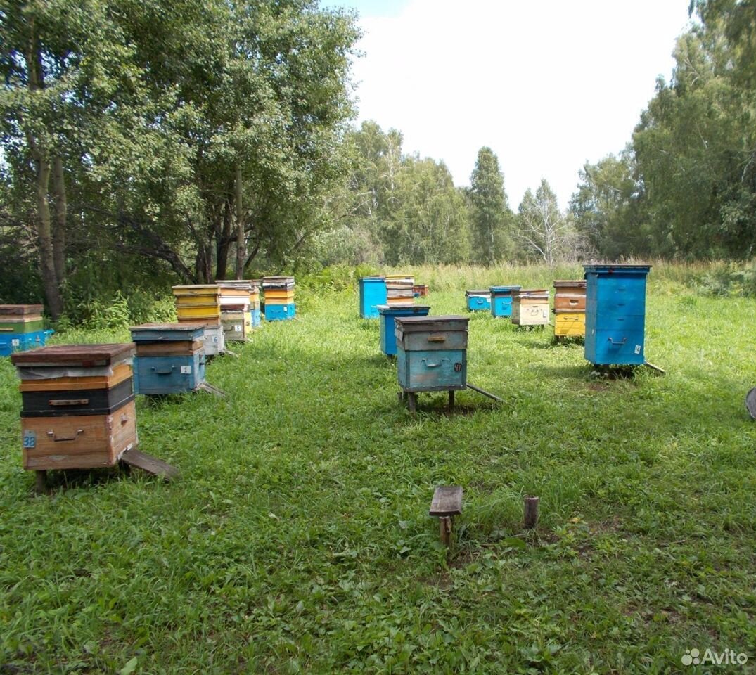 Алтайский мед купить на Зозу.ру - фотография № 2