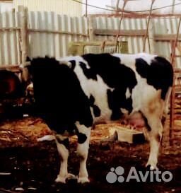 Продам двух коров купить на Зозу.ру - фотография № 6