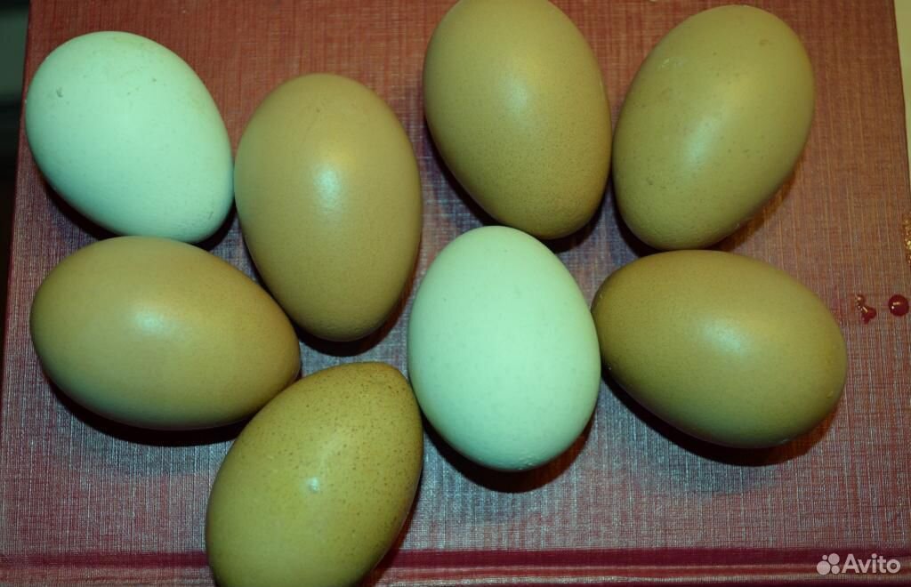Доминант несет зеленые яйца